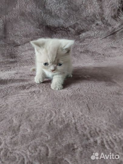 Британские котята
