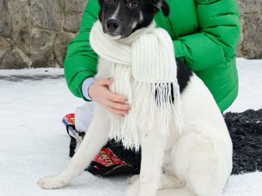 Молодой пёс в добрые руки