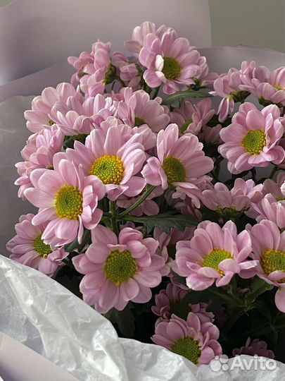 Букет ромашек Цветы с доставкой