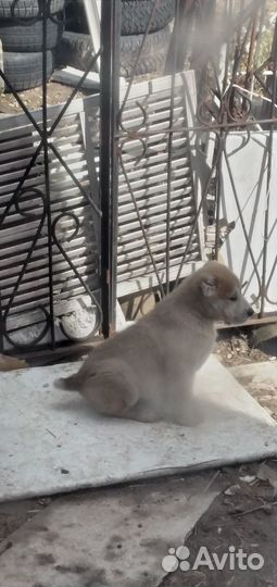 Щенки среднеазиатской овчарки алабай