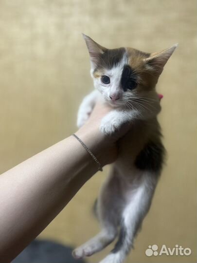 Котята в добрые руки бесплатно