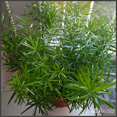 Комнатные растения