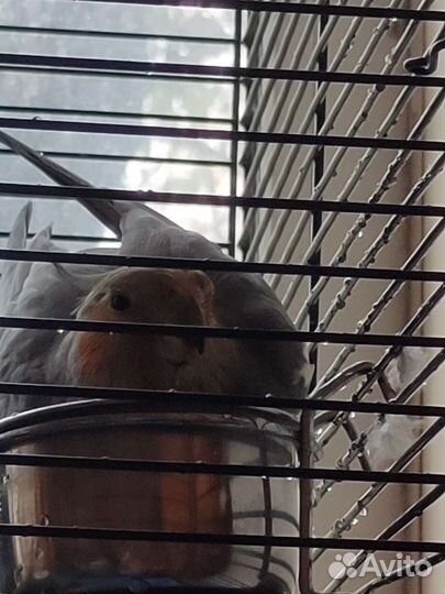 Попугай корелла с клеткой