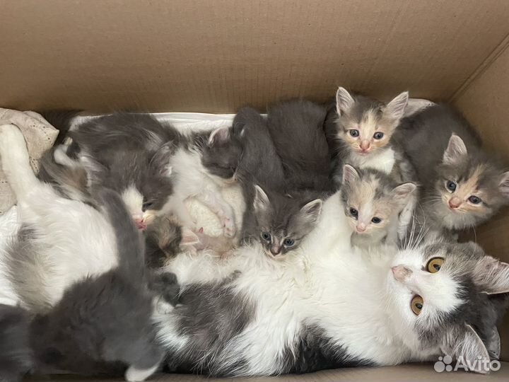 Котята в добрые руки