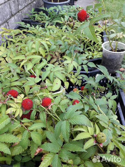 Малина - саженцы