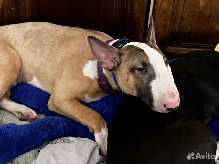 Бультерьер