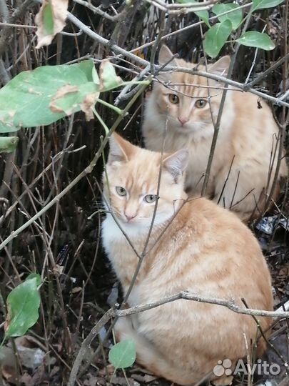 Солнечные котики в дар