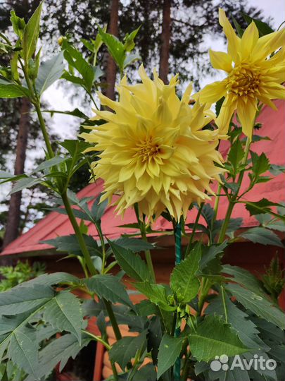 Георгины клубни