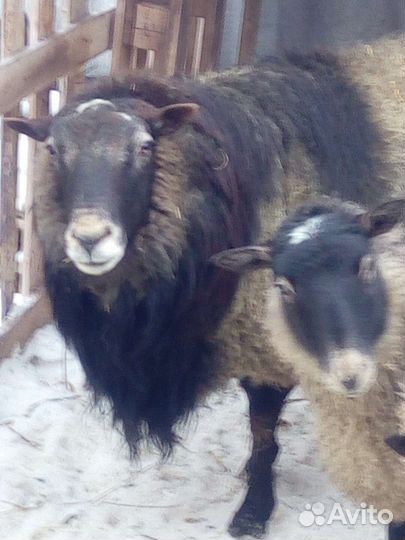 Овцы романовской породы