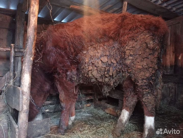 Быки и телки