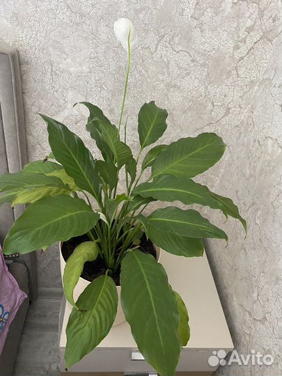 Спатифиллум