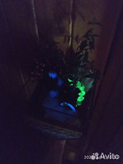 Флорариум, композиция с миртом