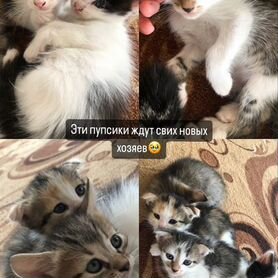 Котята