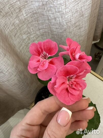 Pak Harmani герань карлик