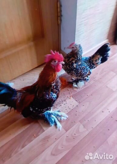 Инкубационное яйцо