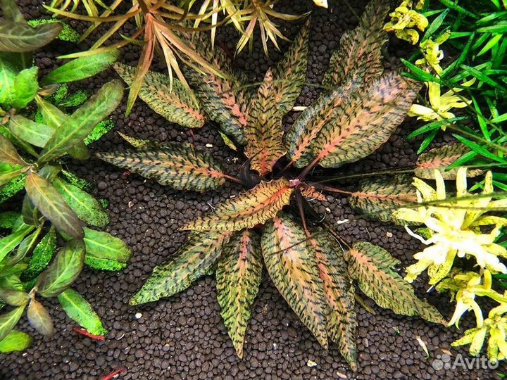 Аквариумная прополка