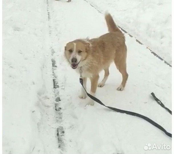Небольшая собака из приюта в добрые руки