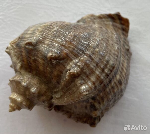 Ракушка морская