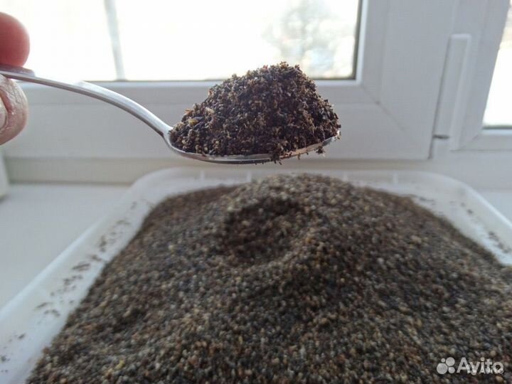 Пжвм восковой моли (огневка пчелиная)