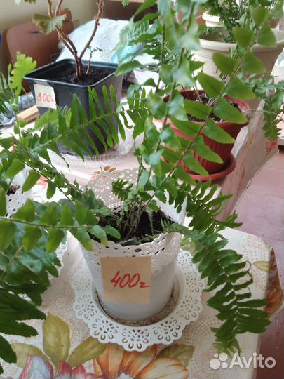 Домашние цветы (комнатные)