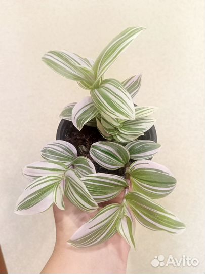 Традесканция