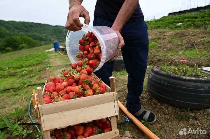 Разнорабочие на яблоко и клубнику