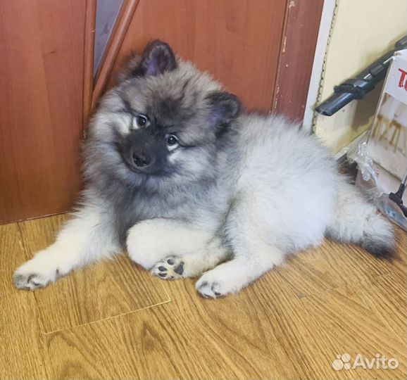 Кеесхонд Вольф шпиц