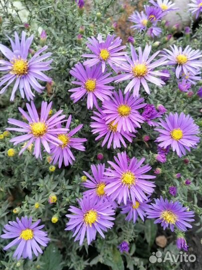 Сентябрины