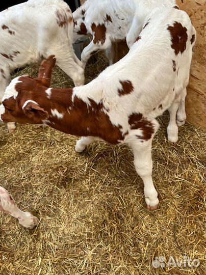 Телята с доставкой до двора за наш счёт