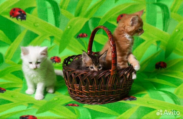 Котята мейн-кун