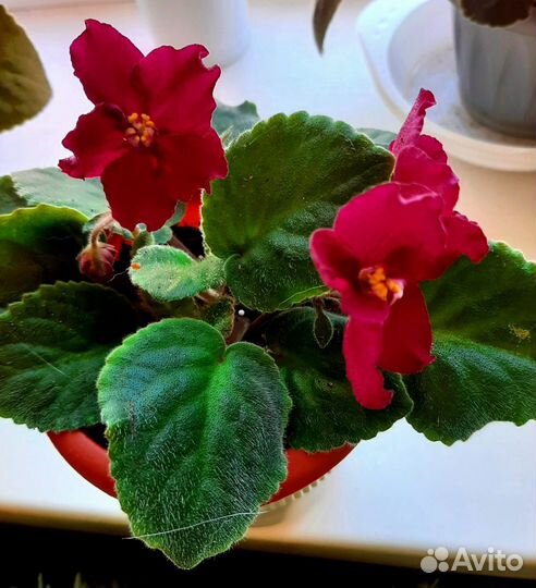 Детка сортовой фиалки - (сорт Лето красное)