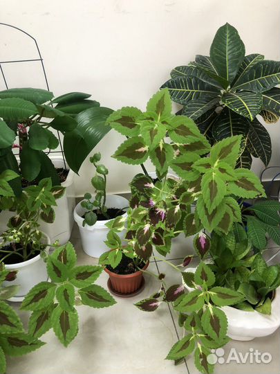 Комнатные растения цветы