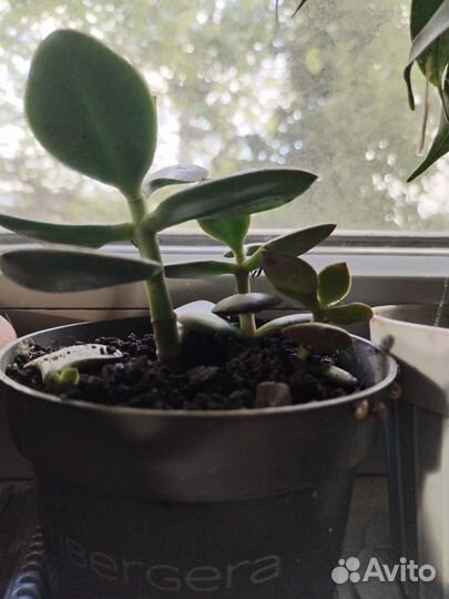 Цветы обмен