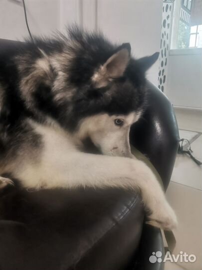 Сибирской хаски