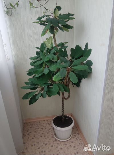 Фикус бенджамина большой (Берёзка) и молочай