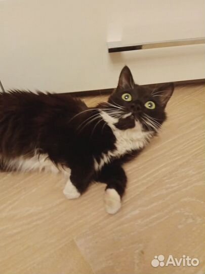 Кошечка ищет добрые ручки
