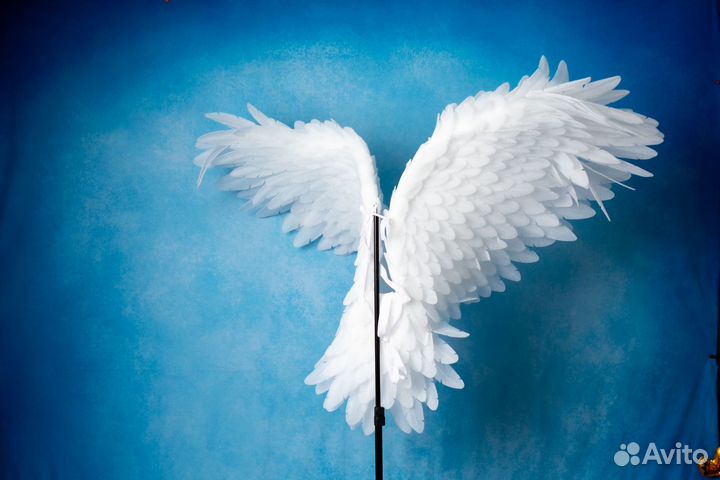 Крылья Ангела в аренду