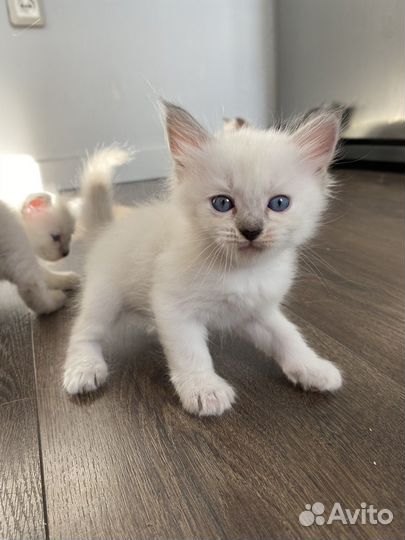 Котята в добрые руки