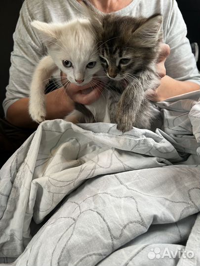 Кошки в добрые руки