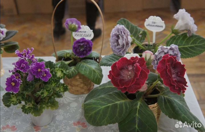 Комнатные растения