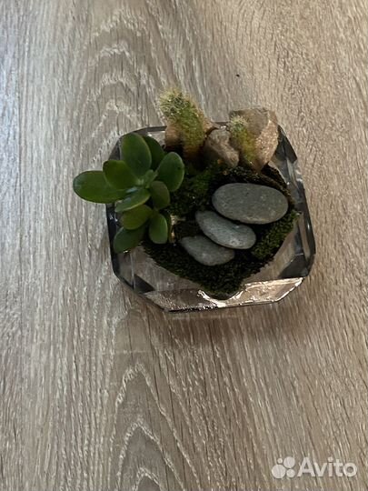 Флорариум Город в табакерке
