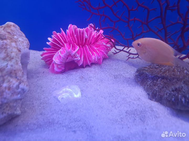 Песок для аквариума