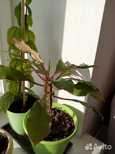 Продам цветы комнатные