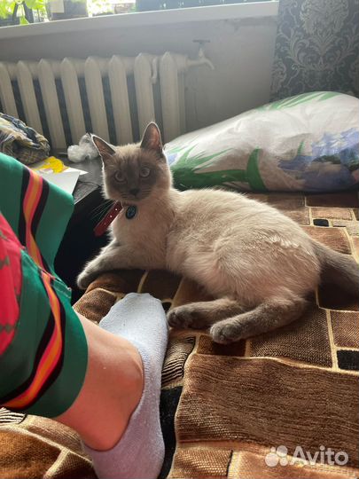 Тайские котята