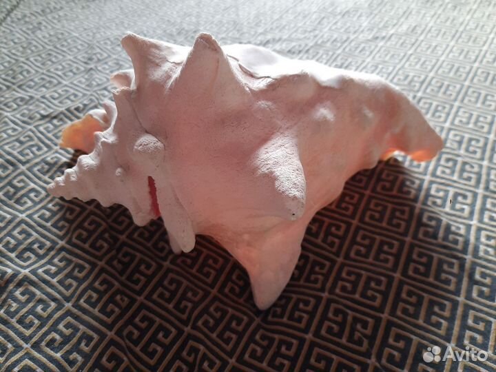 Большая морская раковина