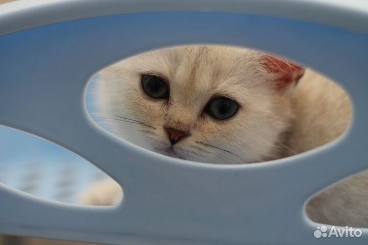 Серебристая шиншилла Ns 11 33 с родословной