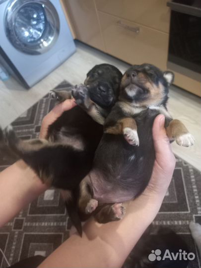 Той-терьер щенки