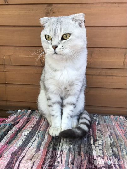 Шотландский вислоухий кот