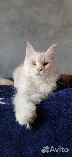 Вязка кошки мейн-кун