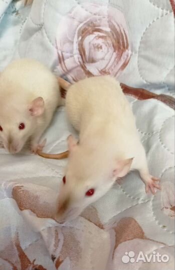 Крысята сиамские девочки